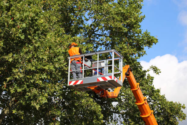 Best Commercial Tree Services  in Coleman, MI